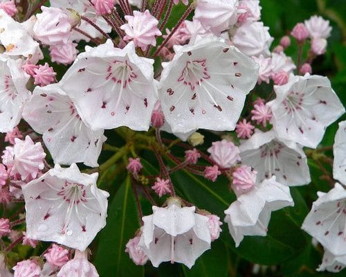 Kalmia latifolia ‘Olympic Fire’ Dwarf Mountain Laurel