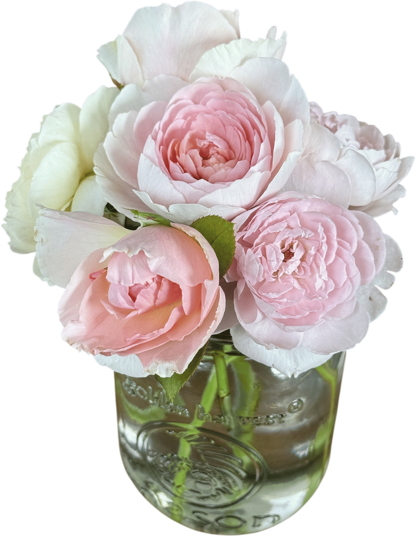 jars of garden roses around the house