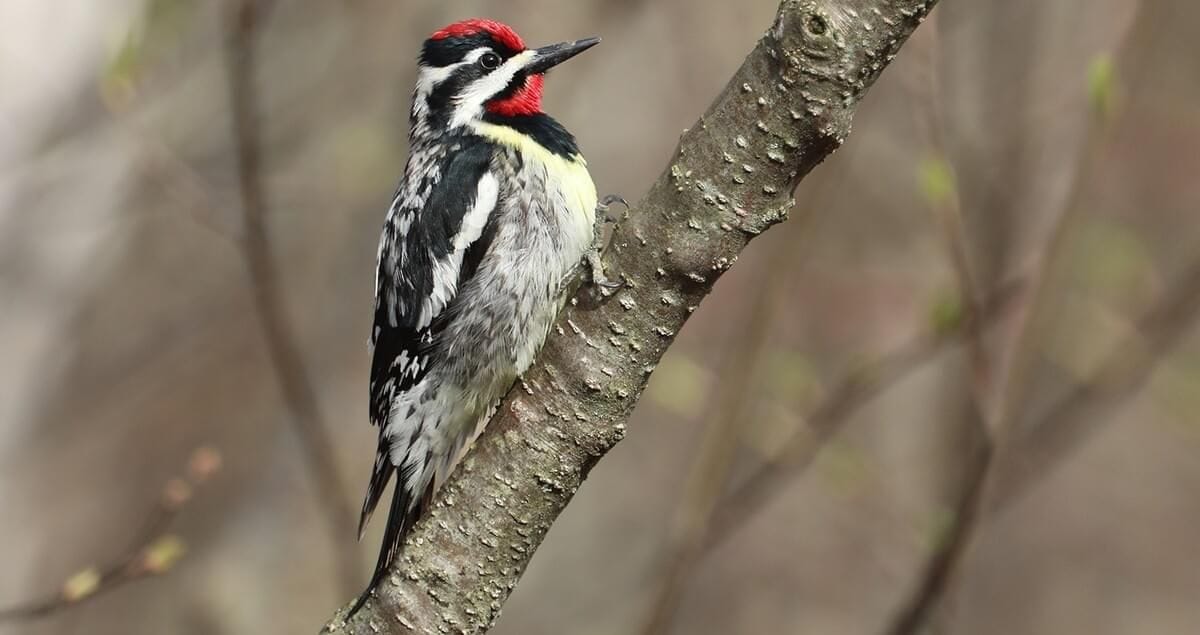 yellow bellied sap sucker