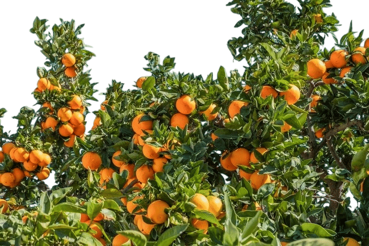 Citrus Trees