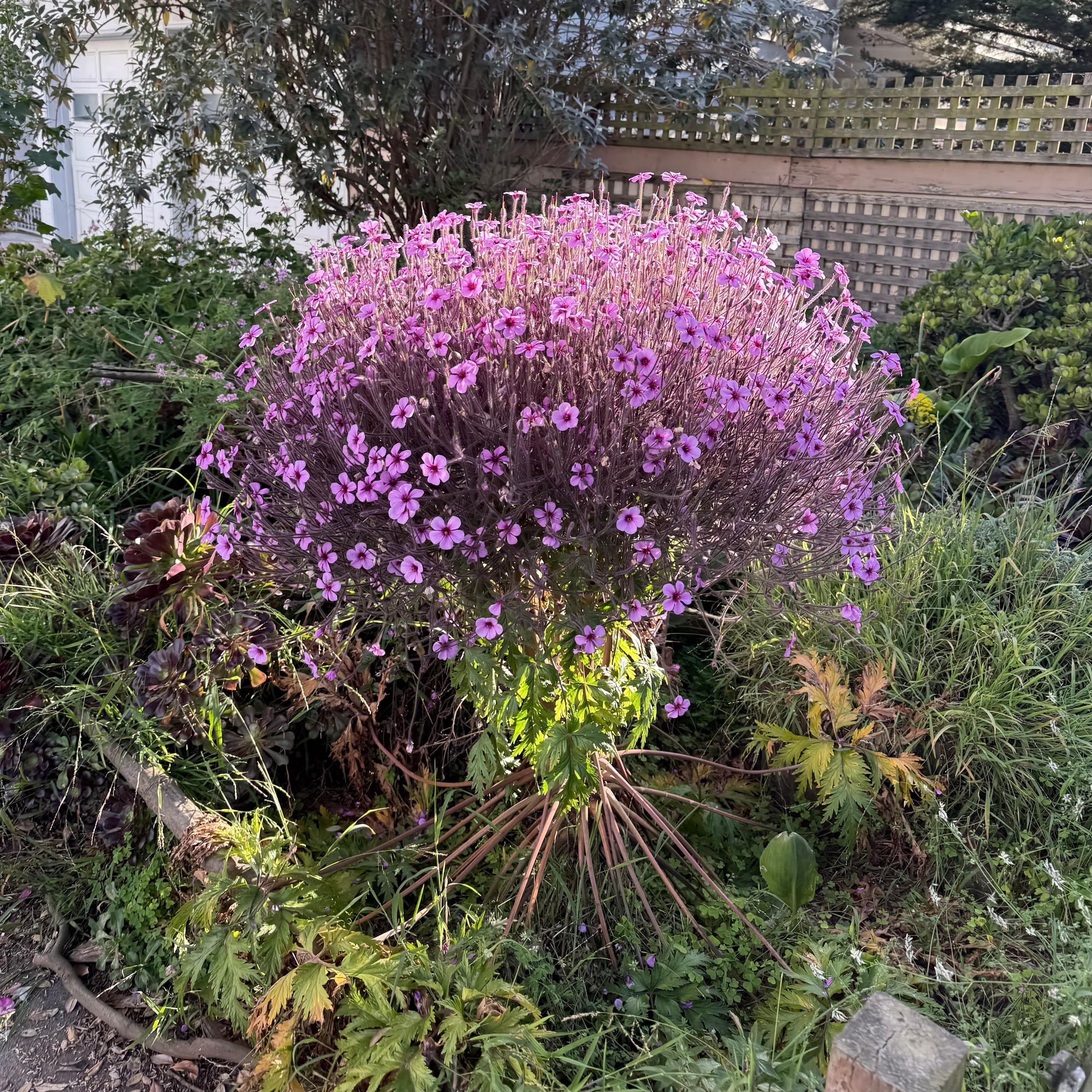 Geranium Maderense