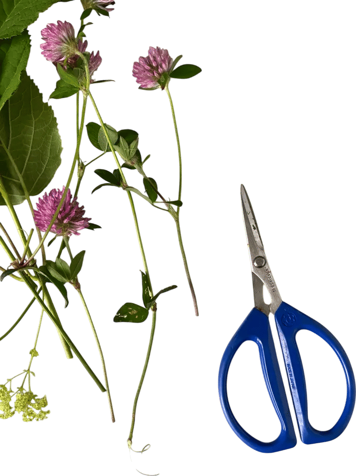 Joyce Chen Scissors — Sugar Tools