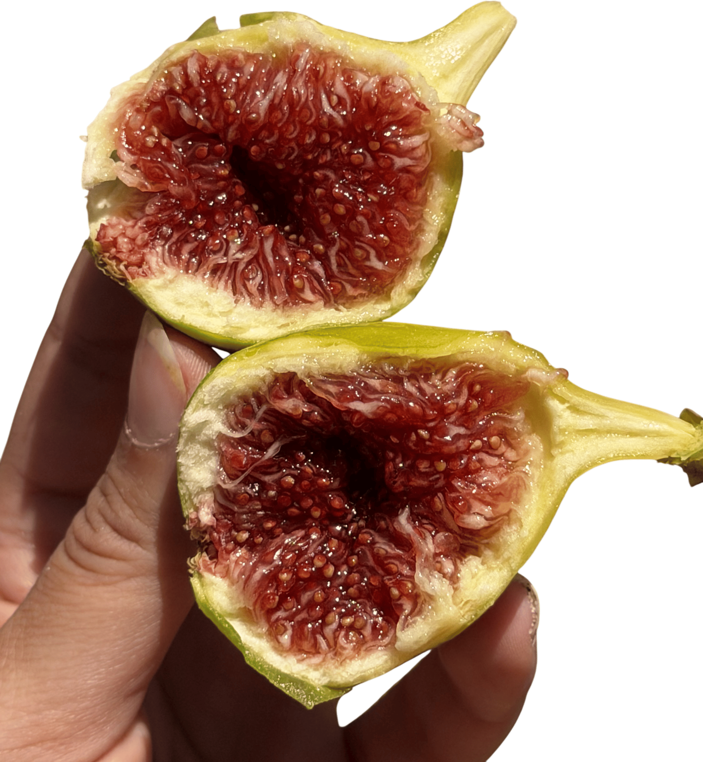 Victor Gonzalez farms striped figs