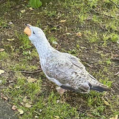 Seagulls are the main character of Dublin