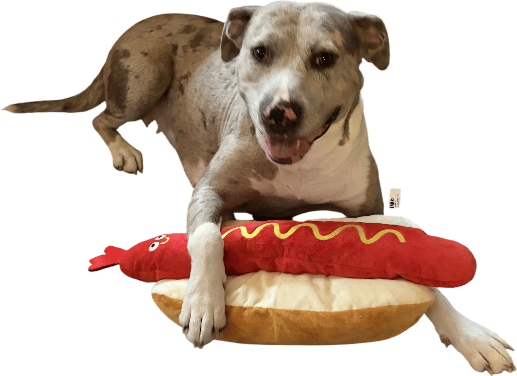 Dogs