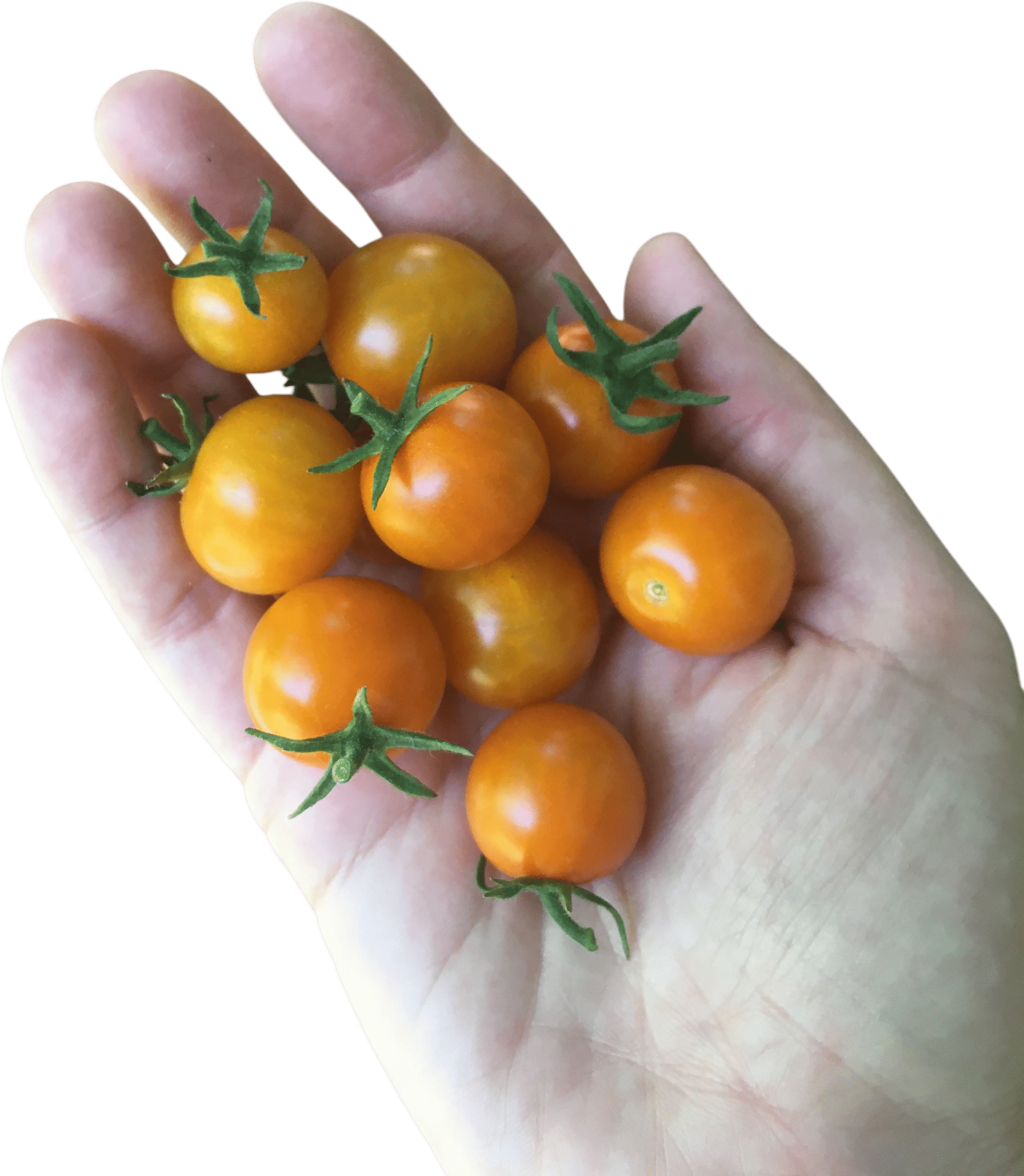 Sungold cherry tomatoes