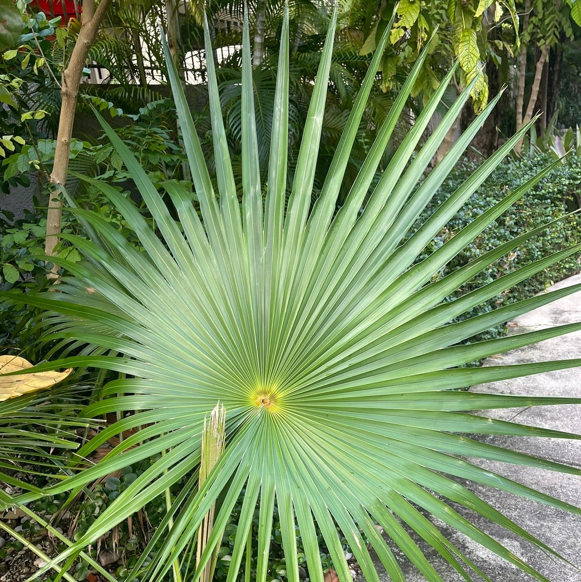 Miami
