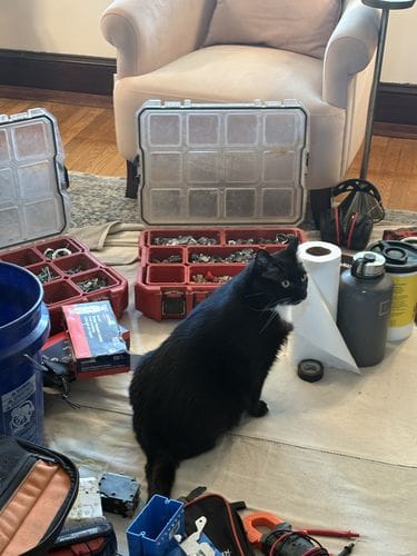Having a cat who is skilled in trade