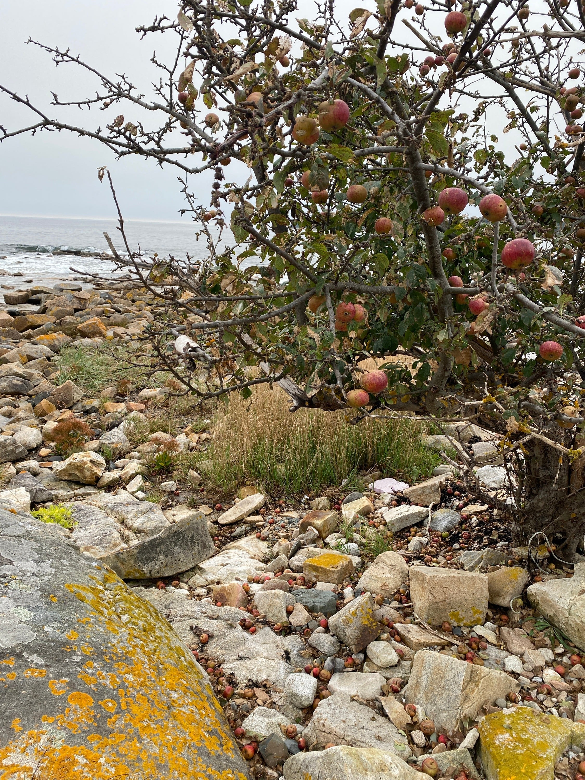 Apples by the sea