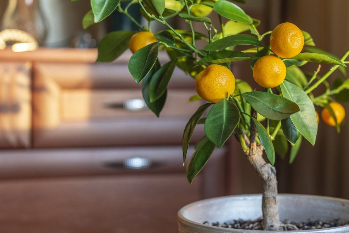 Indoor citrus plants
