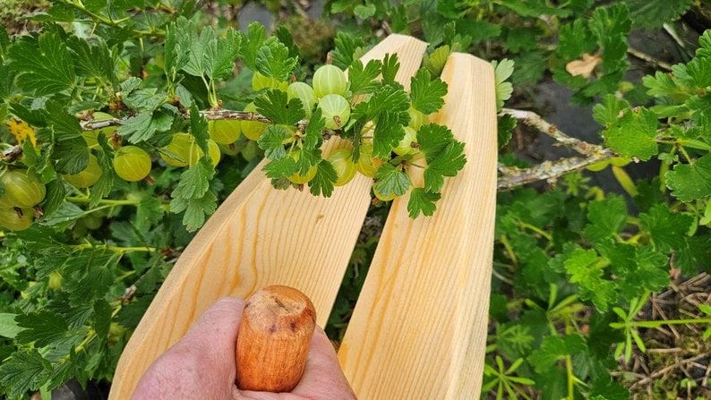 Gooseberry Harvesting Scoop