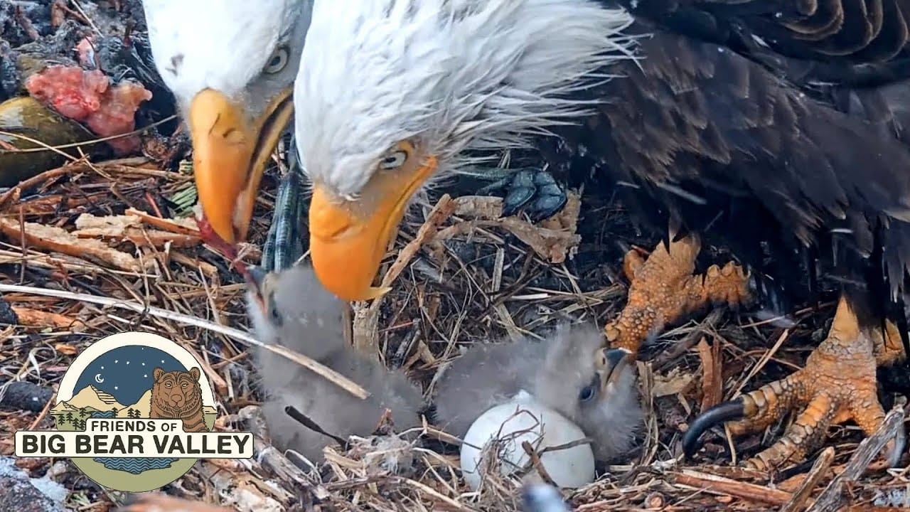 Big Bear Bald Eagle Nest Cam