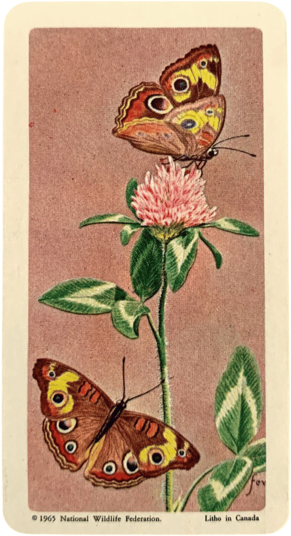 Common Buckeye