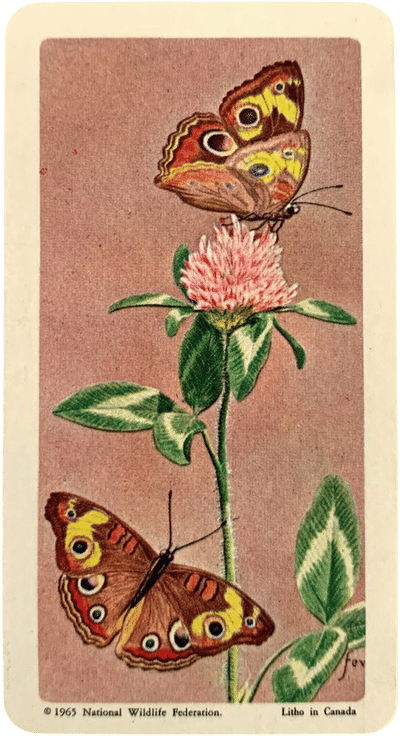 Common Buckeye