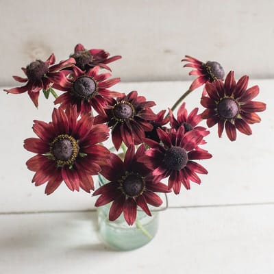 Cherry Brandy Rudbeckia Seeds
