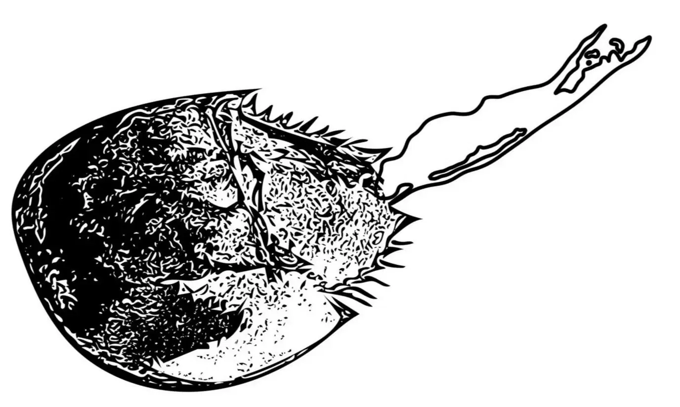 horseshoe crab monitoring