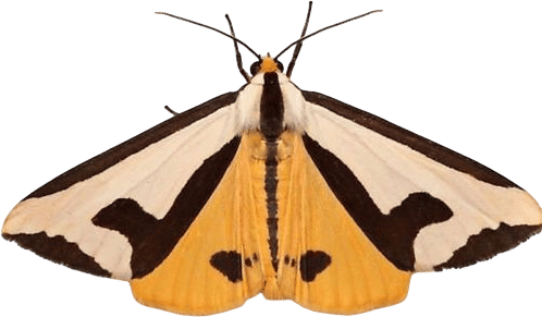 INaturalist- citizen science