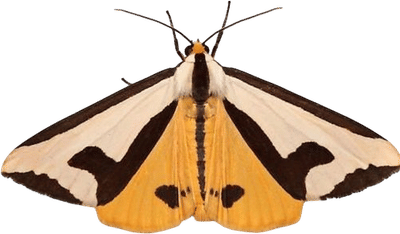 iNaturalist
