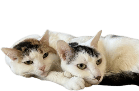 Adopting a bonded pair
