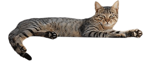 cats