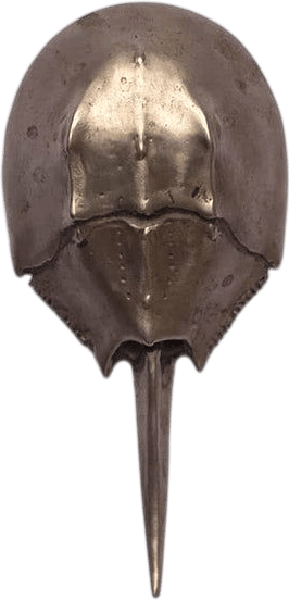 Brass Horseshoe Crab Opener