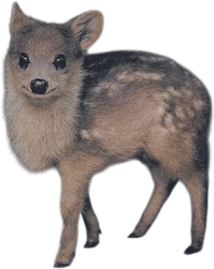 Pudu