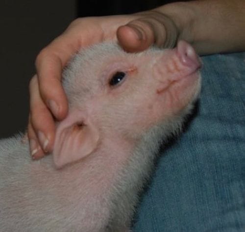 get yourself a pet pig