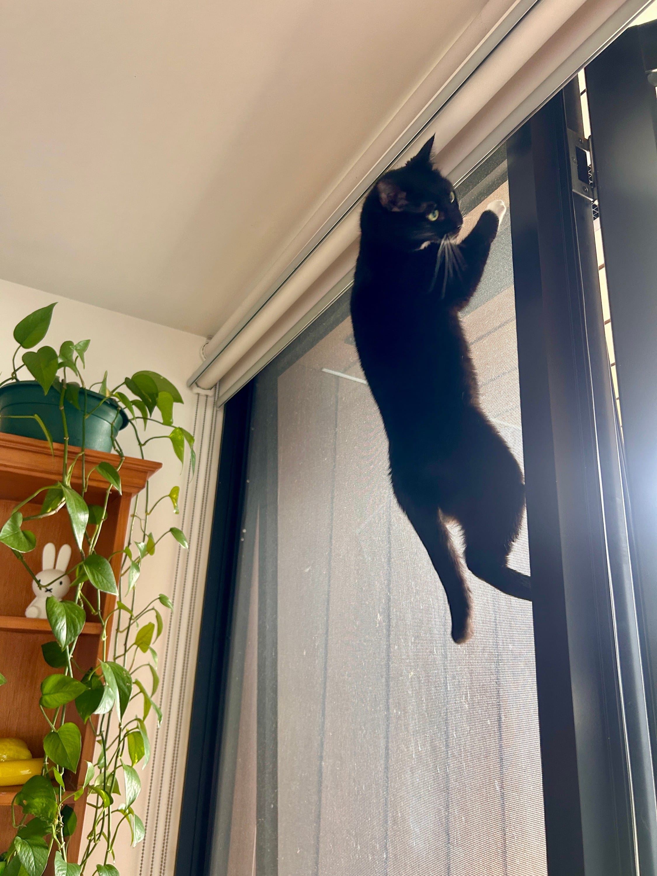 Saying "loser behaviour" whenever your cat does something naughty