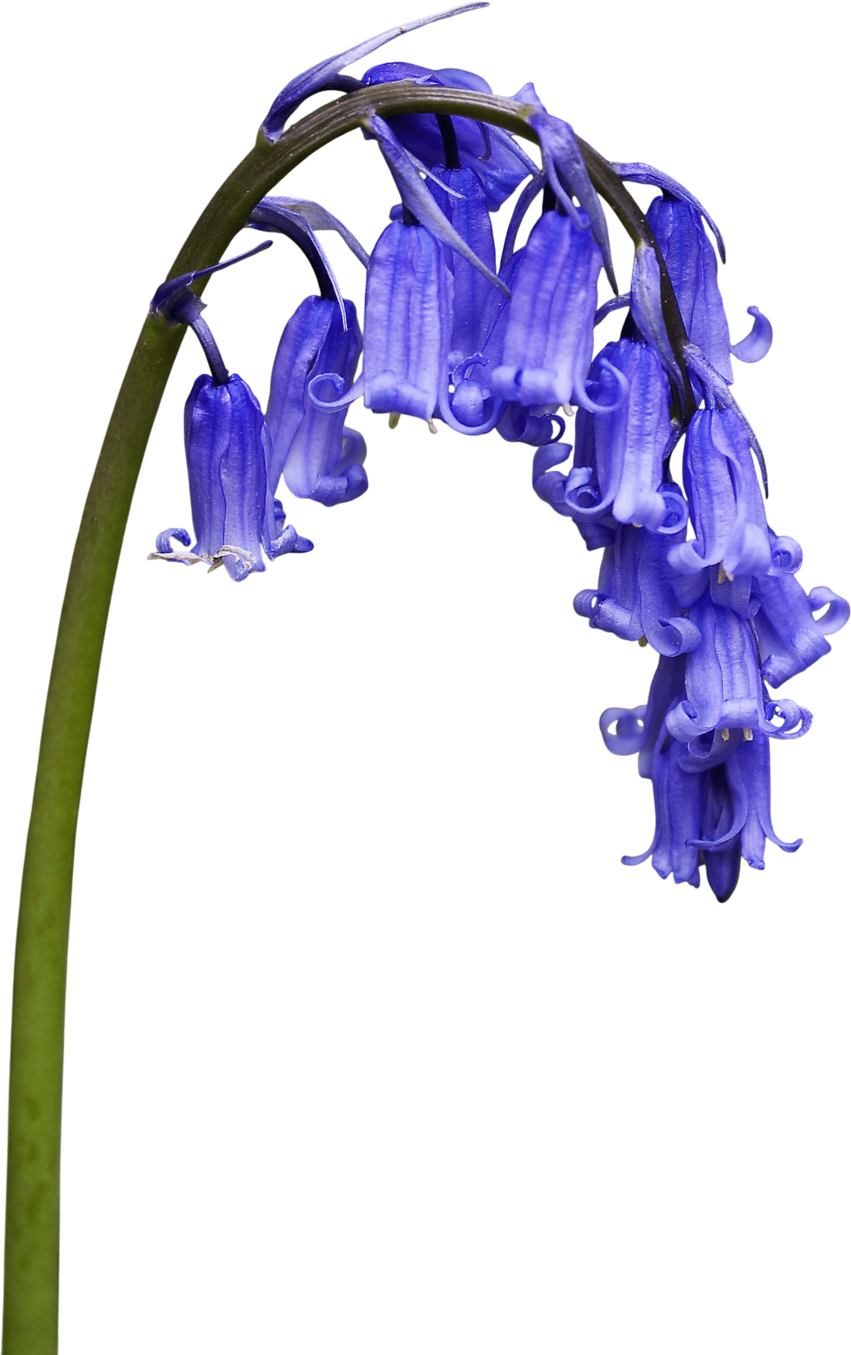 Bluebells