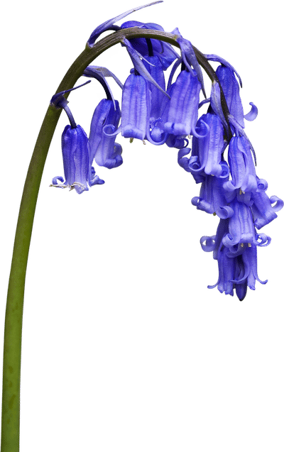 Common Bluebell