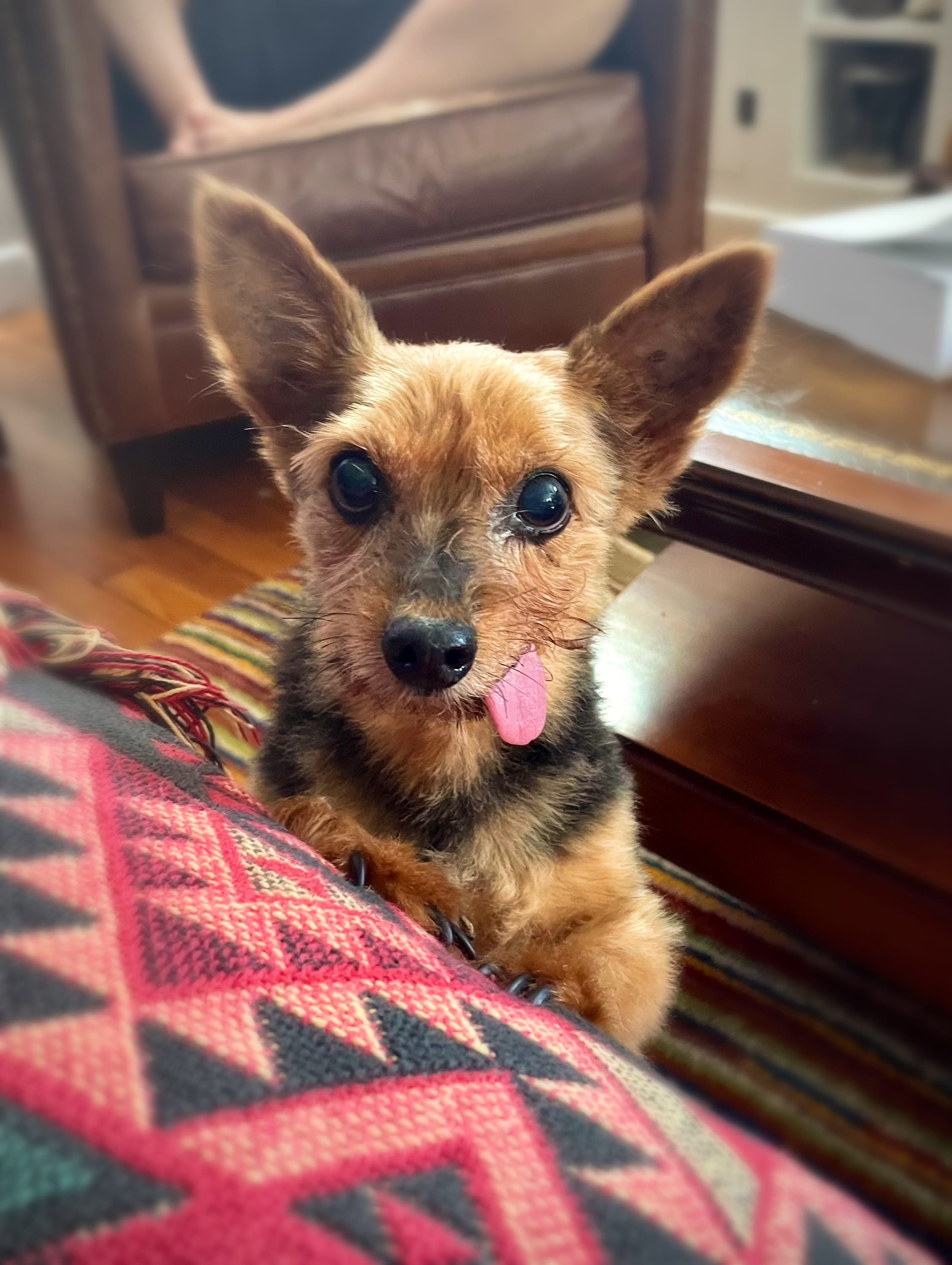 Dogs with Poor Tongue Management
