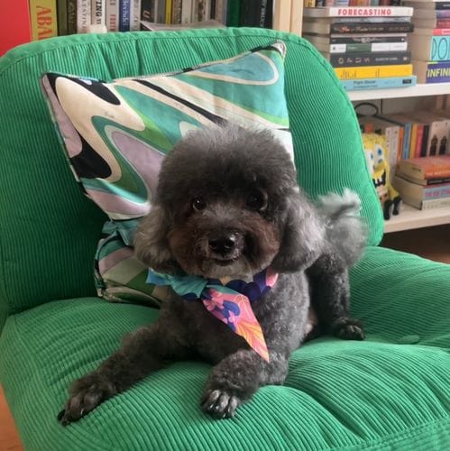 Dog Groomers - Sasha Pet Salon in KTown