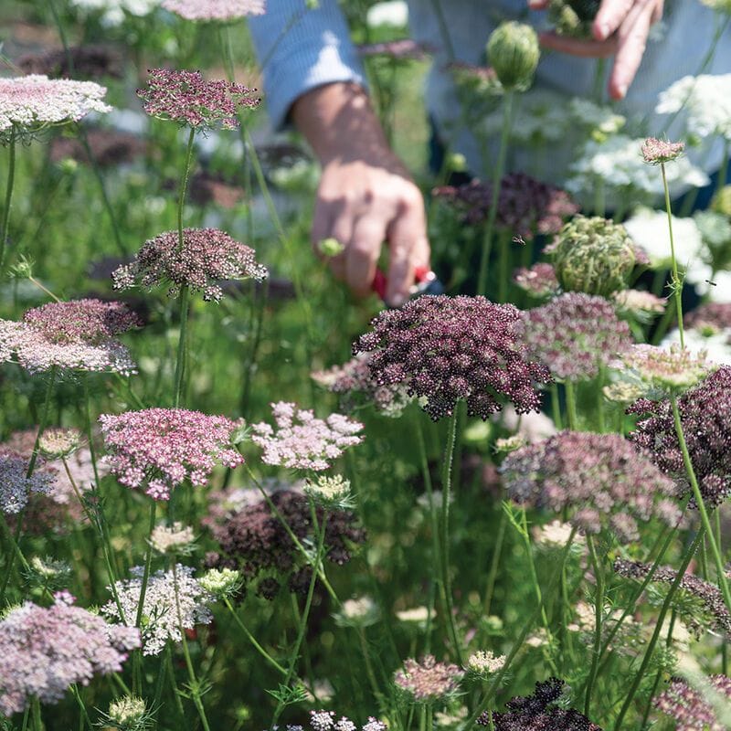Dara Daucus Seed