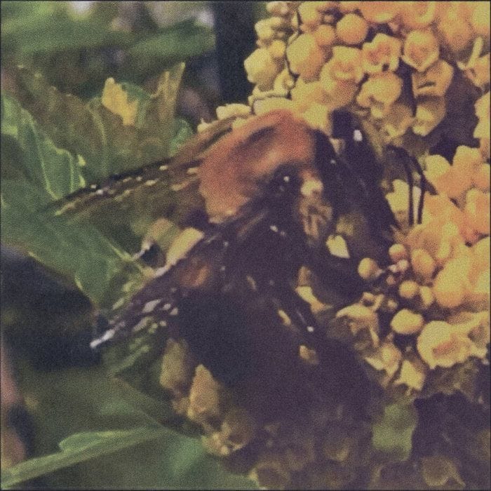 Broncho - "Natural Pleasure"