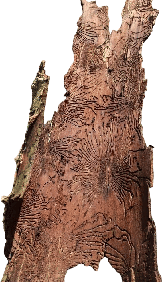 Bark beetle patterns 