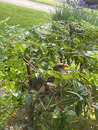 watching neighborhood wildlife
