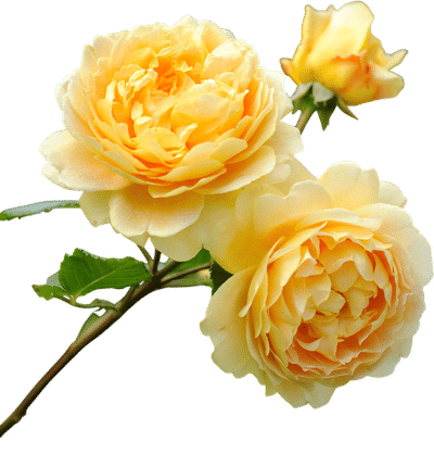 David Austin Yellow Roses