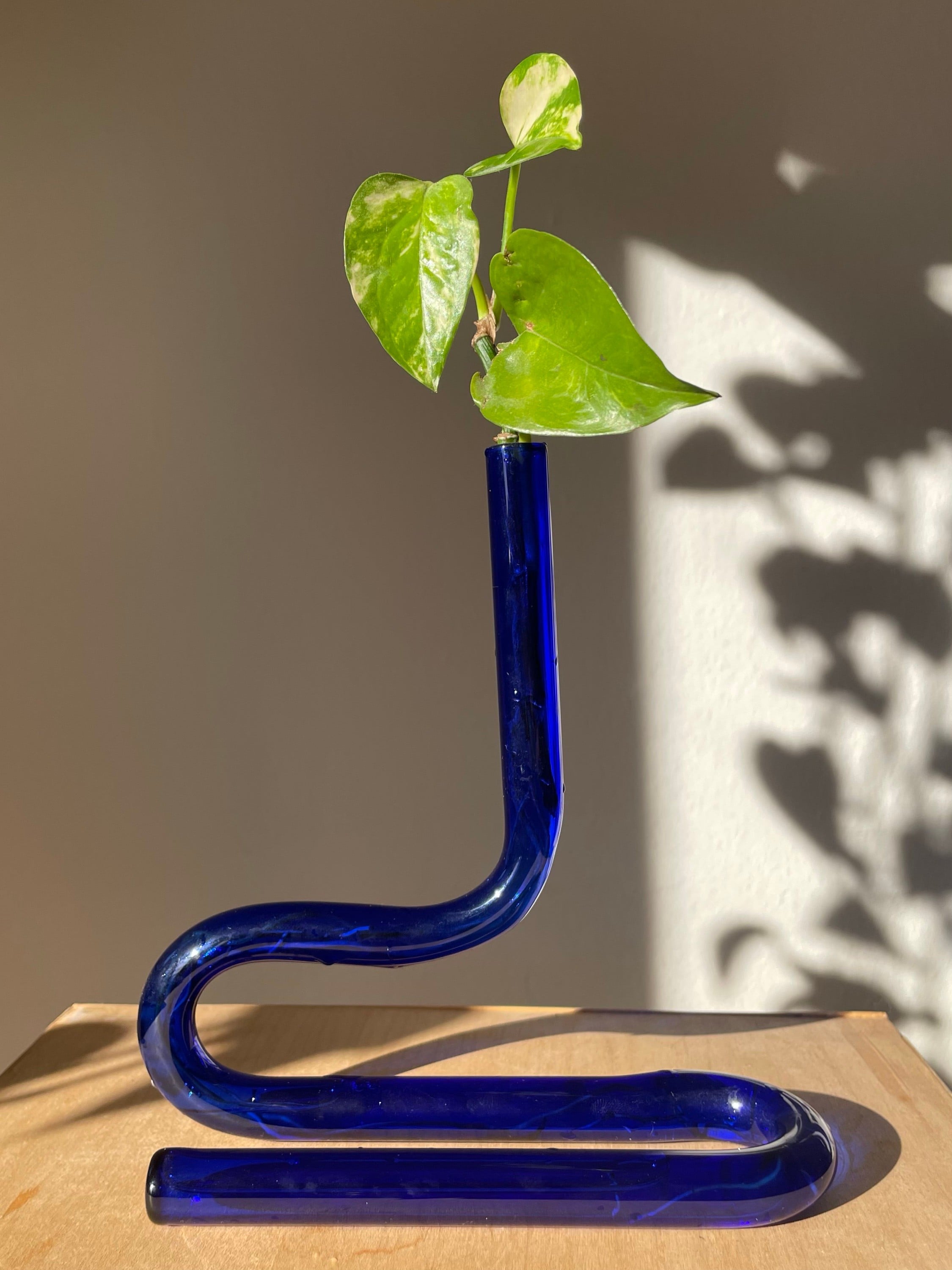 Glass Vase for Propagation