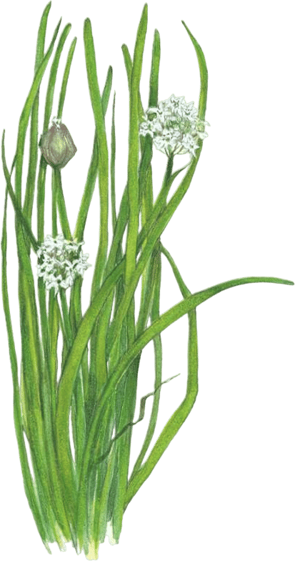 Garlic Chives Seeds
