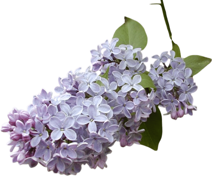 The Lilac Collection at the Arnold Arboretum