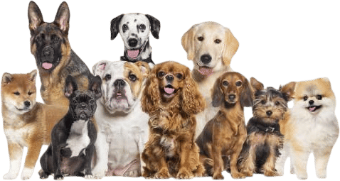let me name your dog