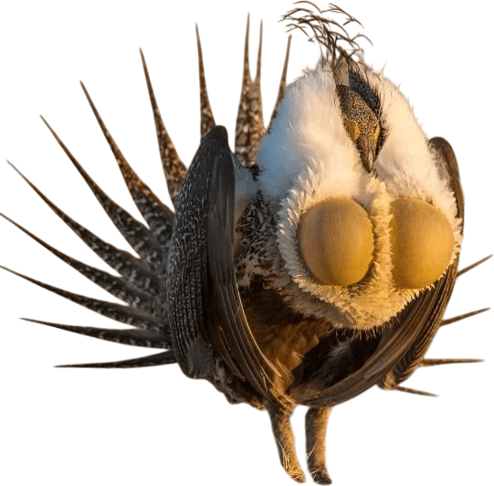 sage grouse