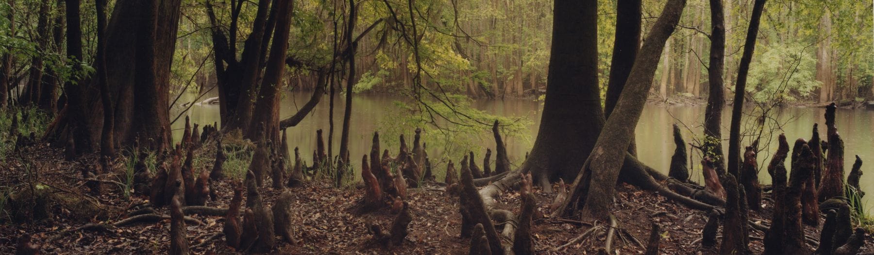 Congaree National Park