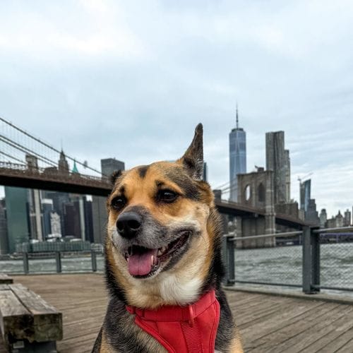 ⎡my NYC⎦