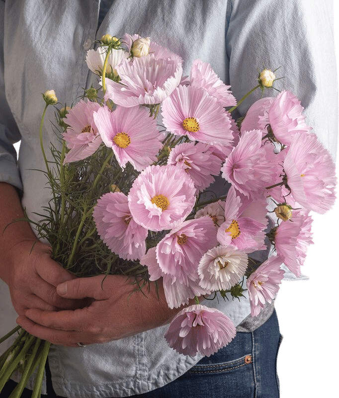 Cosmos Seeds