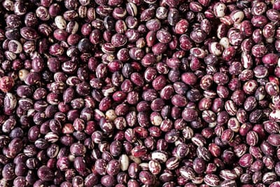 Good Mother Stallard Beans