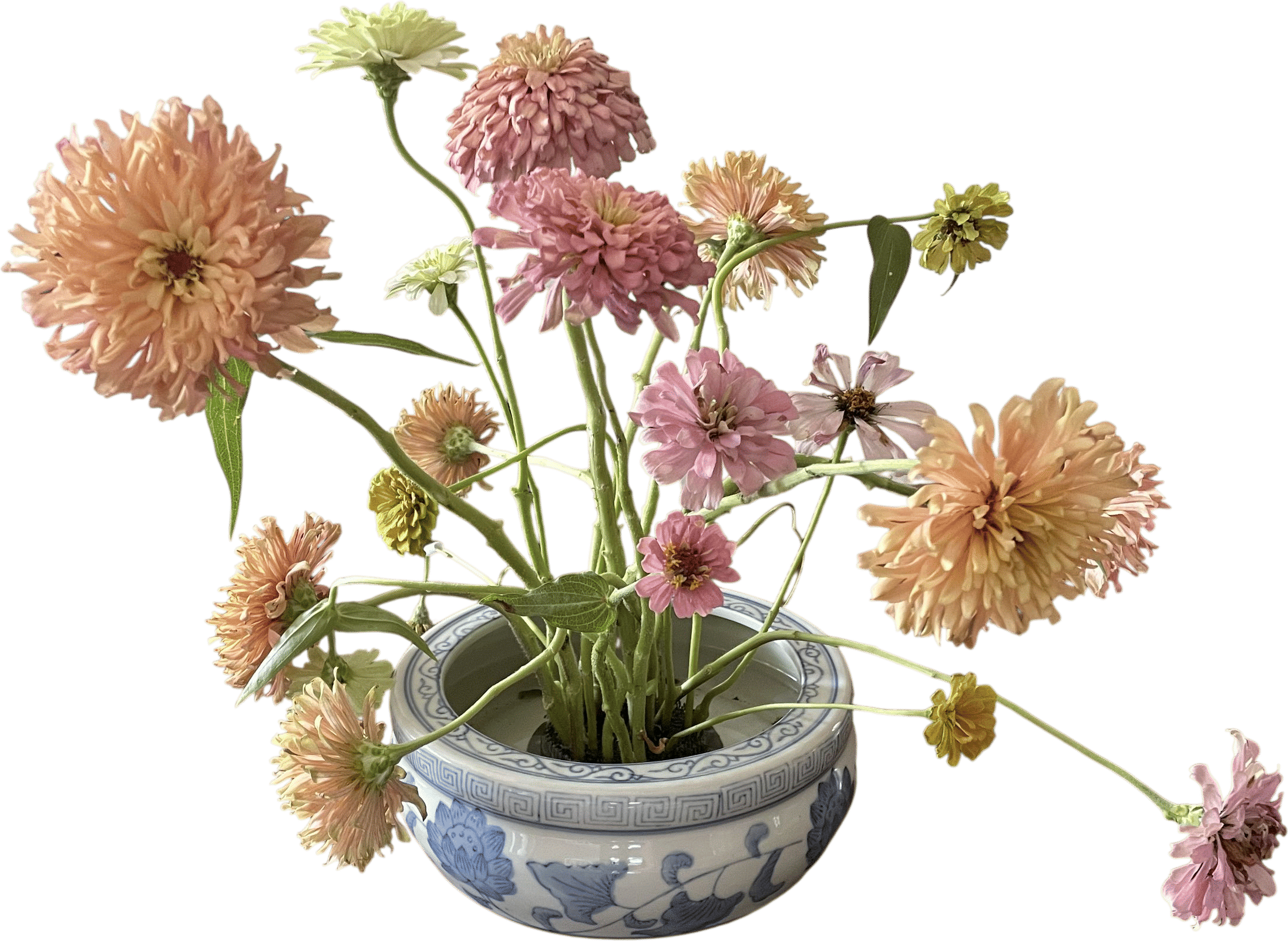 Flower frog 🌸