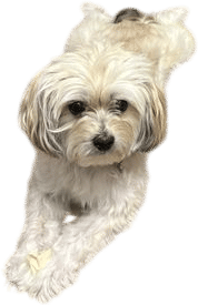 Queenie (Shih Tzu x Yorkie)