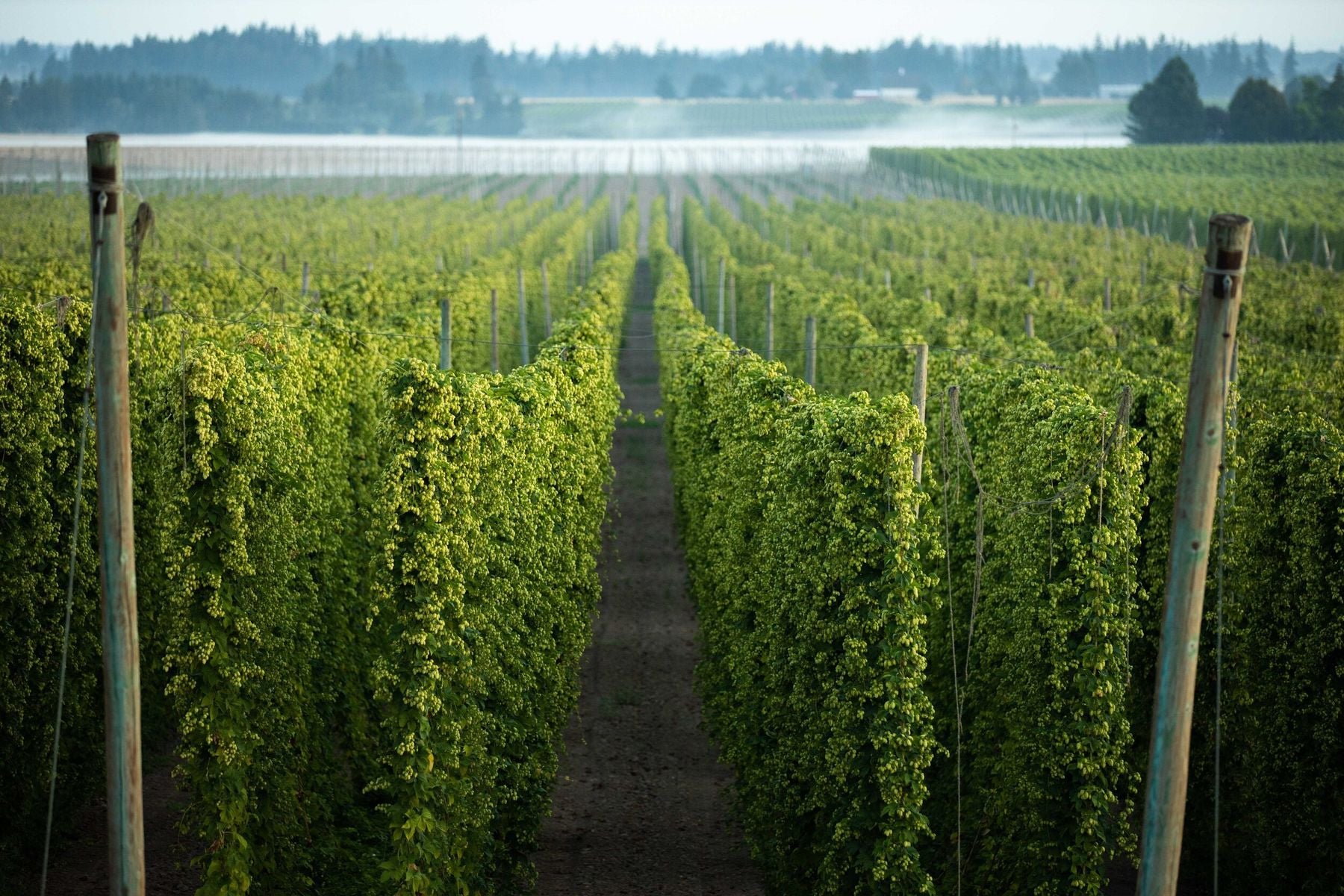 Fresh hop season