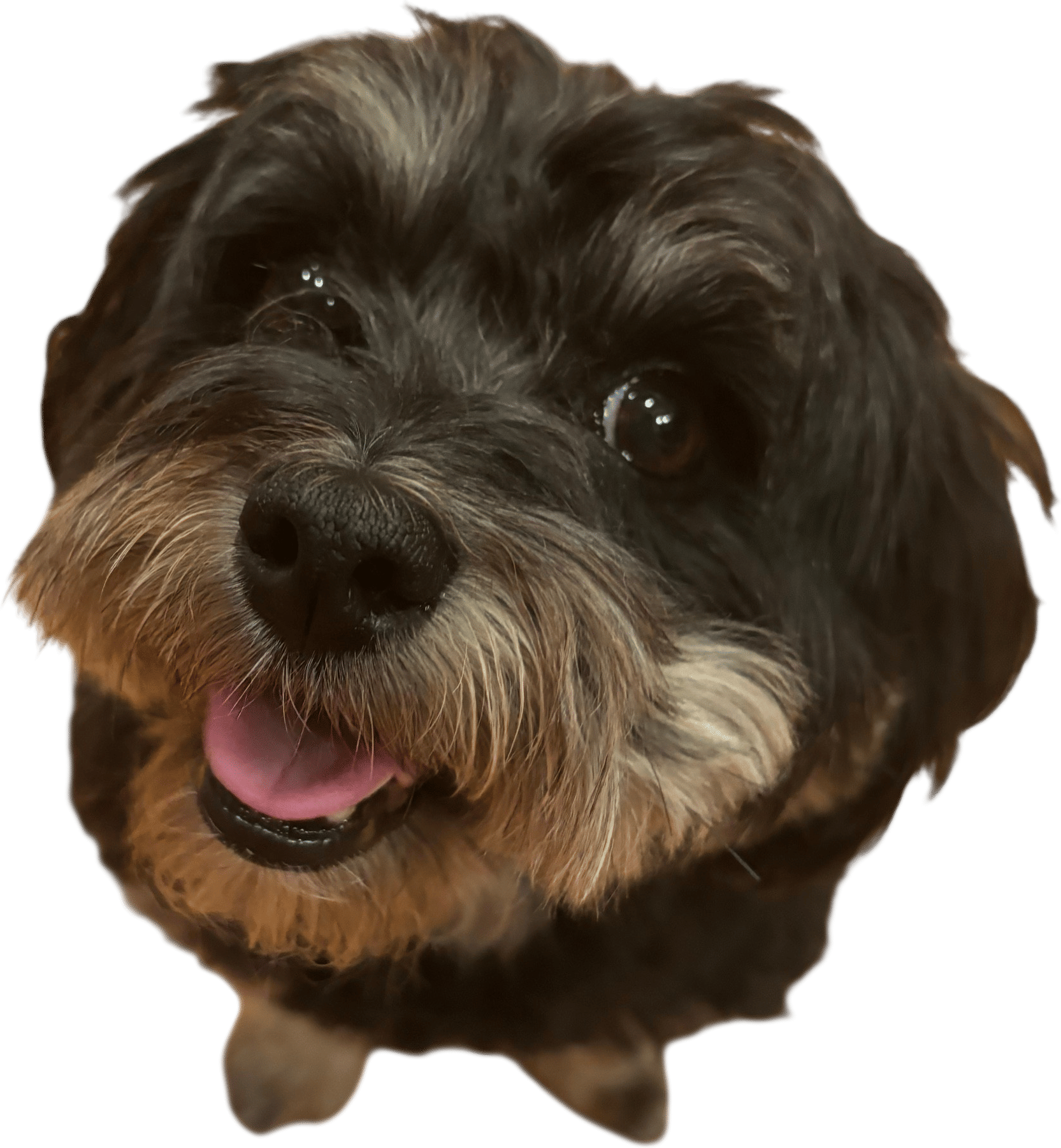 Positive reinforcement dog training